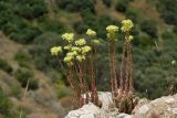 Sedum sediforme