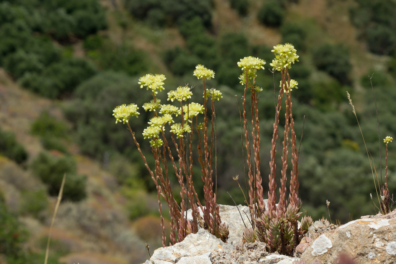 Image of Sedum sediforme specimen.