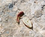 семейство Fabaceae