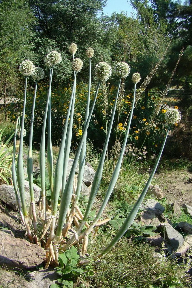 Image of Allium pskemense specimen.