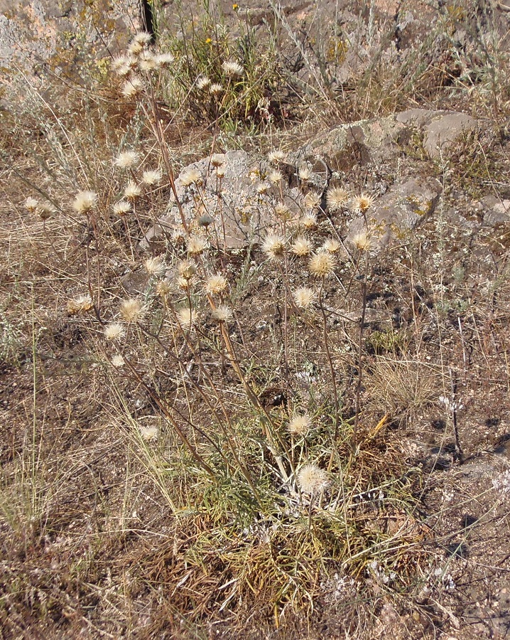 Image of Jurinea granitica specimen.