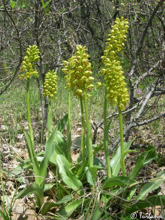 Image of Orchis punctulata specimen.