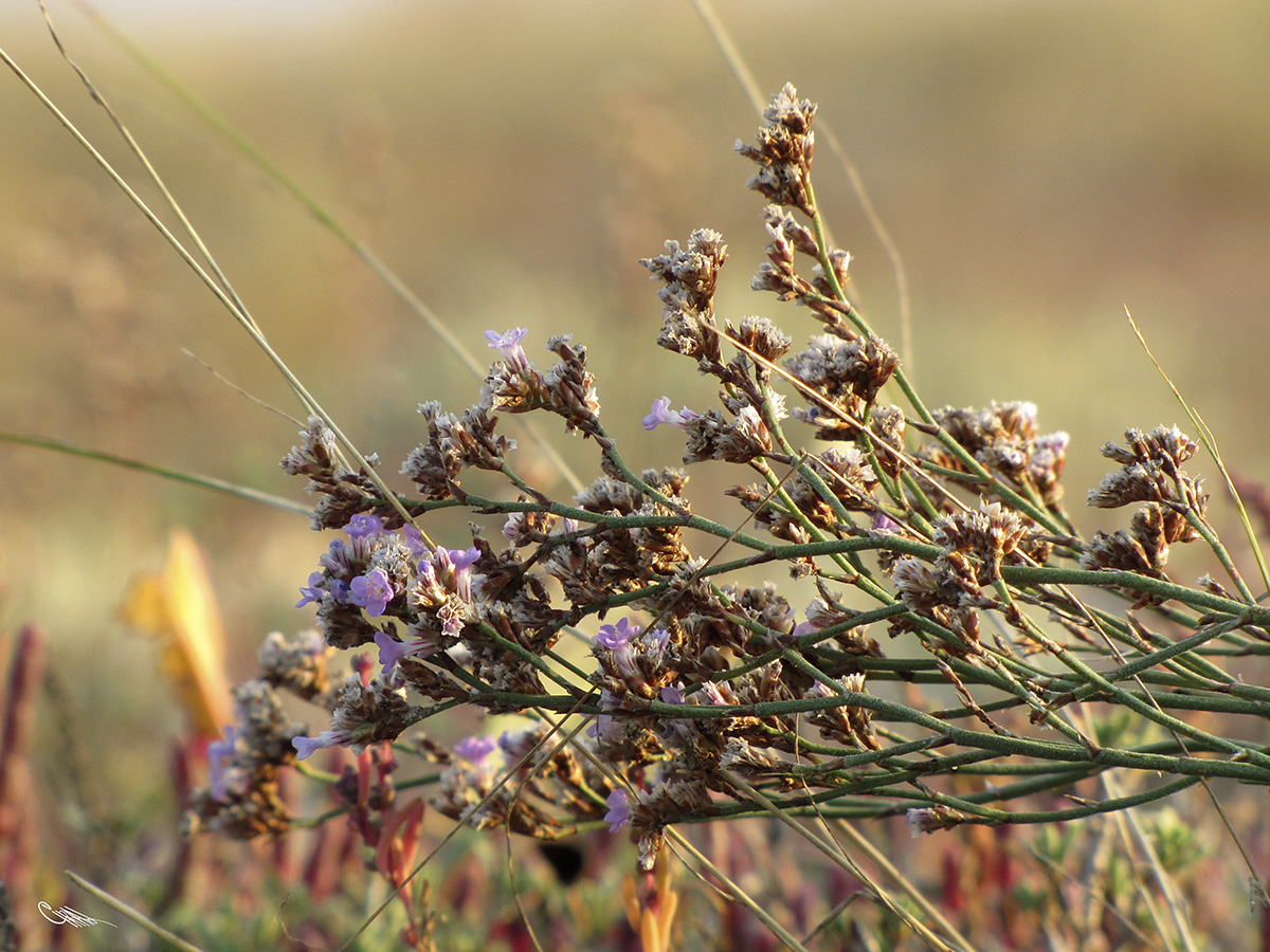 Image of Limonium × erectiflorum specimen.