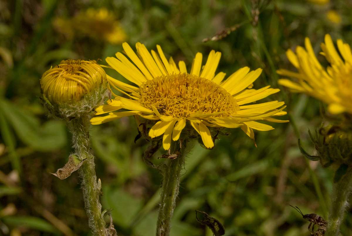 Image of Inula britannica specimen.