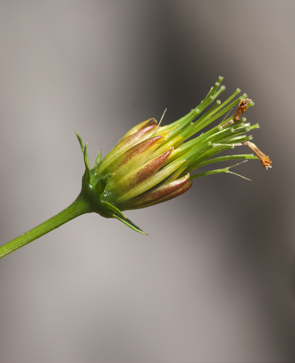 Изображение особи Cosmos sulphureus.