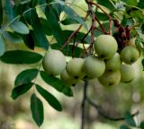 Sorbus domestica