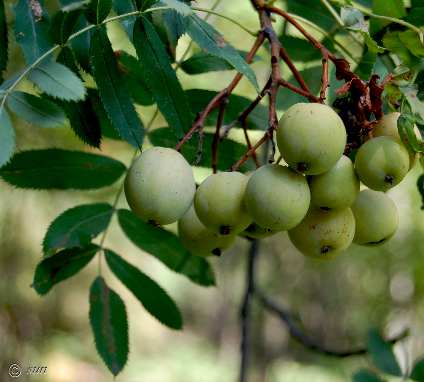 Изображение особи Sorbus domestica.