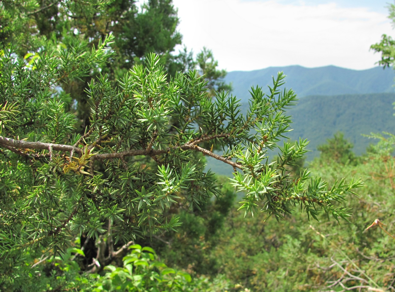 Изображение особи Juniperus deltoides.