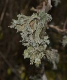 Image of taxon representative. Author is Татьяна Мальчинская