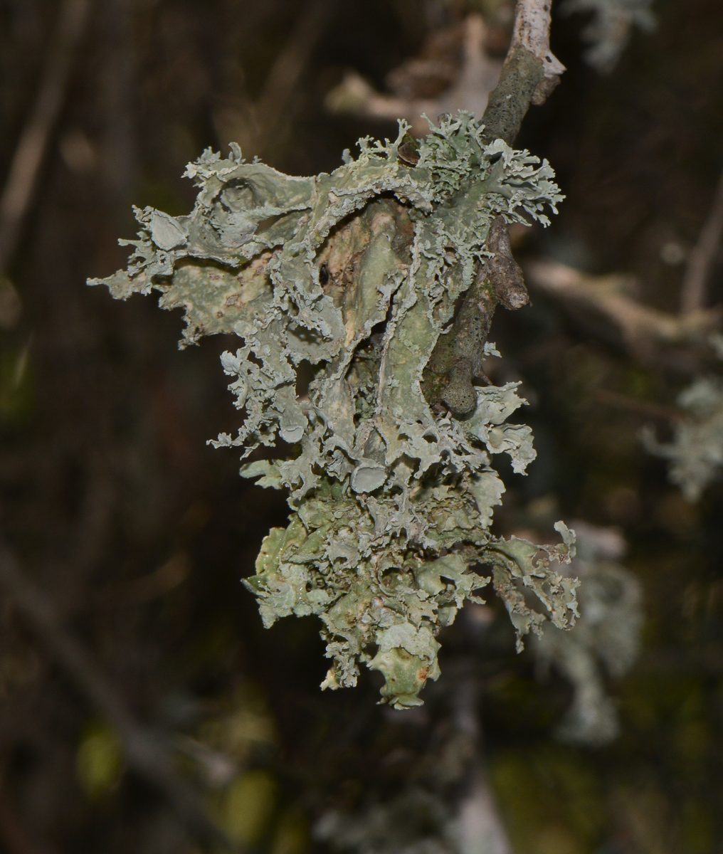 Image of division Ascomycota specimen.