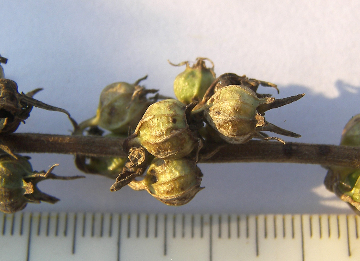 Image of Campanula ruthenica specimen.