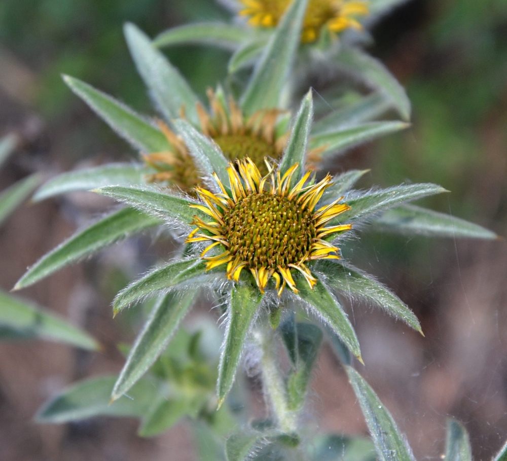 Изображение особи Pallenis spinosa.