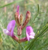 Astragalus ucrainicus