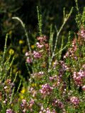 Erica manipuliflora. Верхушки цветущих ветвей. Греция, о-в Крит, ном Ханья (Νομός Χανίων), дим Платаньяс (Δήμος Πλατανιά), долина Фаса, ≈ 300 м н.у.м., фригана. 22 июня 2017 г.