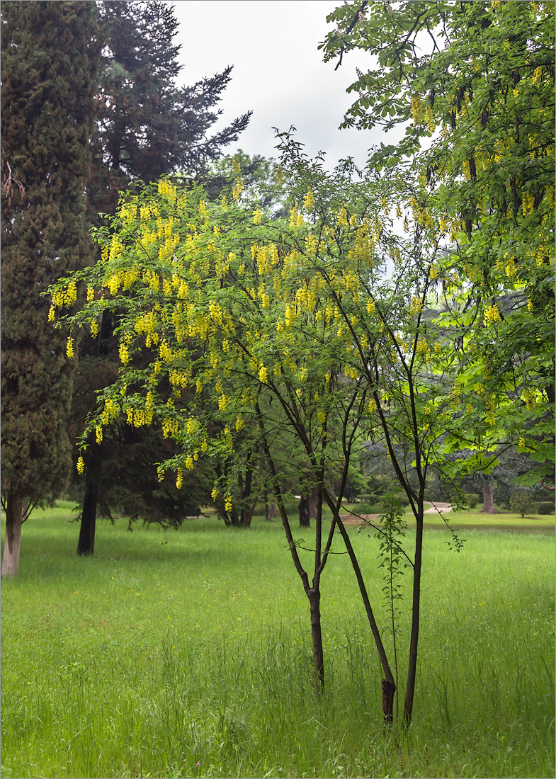 Изображение особи Laburnum anagyroides.