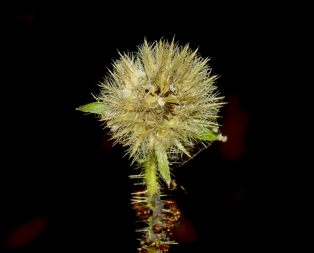 Image of Dipsacus pilosus specimen.