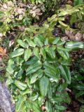 genus Mahonia
