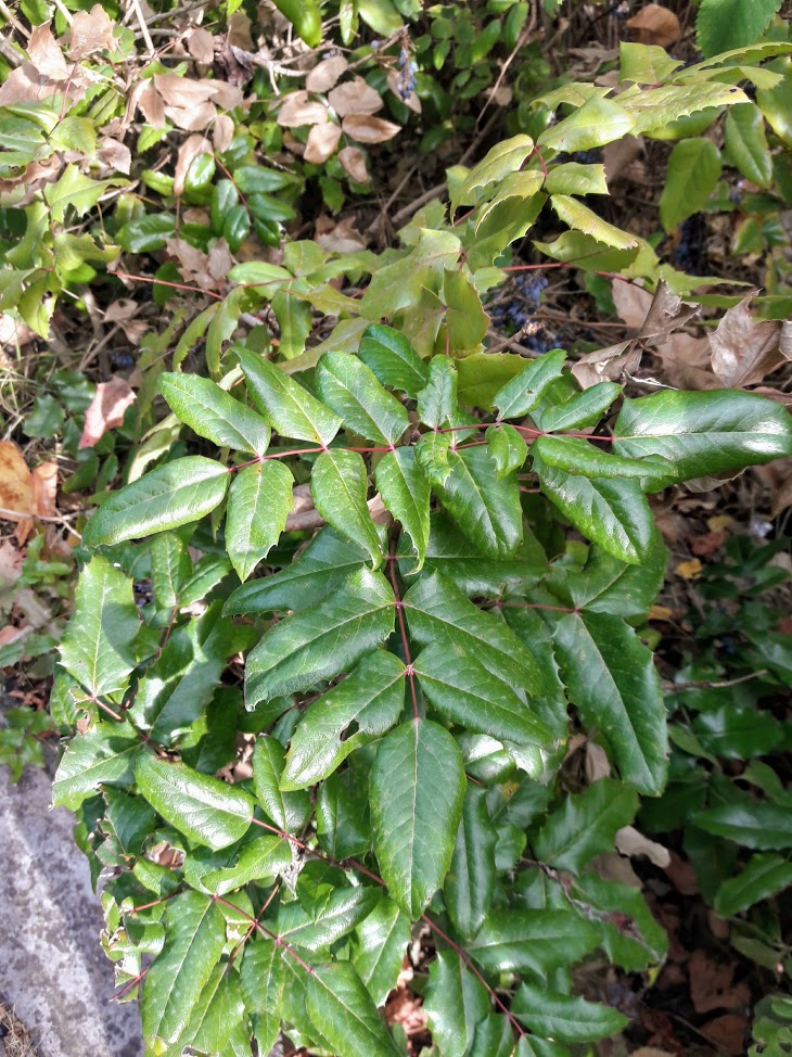 Image of genus Mahonia specimen.