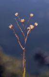 Linum nervosum