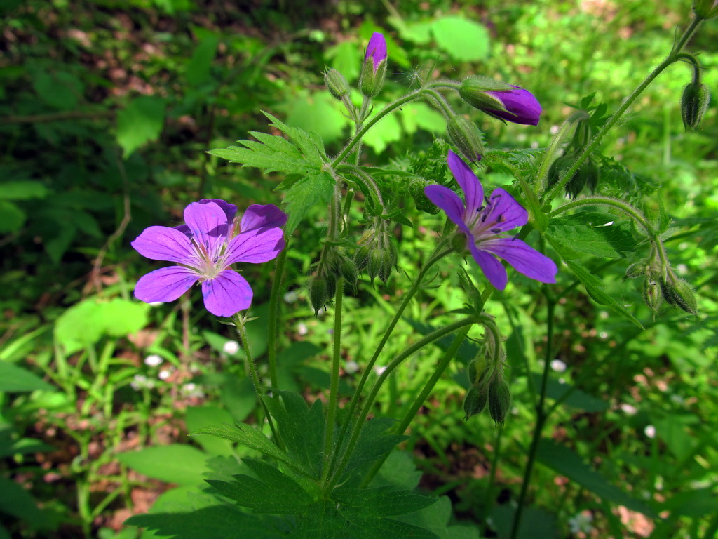 Изображение особи Geranium sylvaticum.