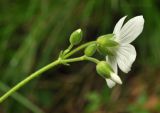 Cerastium pauciflorum. Верхушка побега с соцветием. Приморский край, Уссурийский гор. округ, окр. с. Монакино, дно оврага в широколиственном лесу. 04.06.2017.