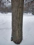 Populus × rasumowskiana. Нижняя часть ствола взрослого дерева. Москва, в культуре. 21.01.2018.