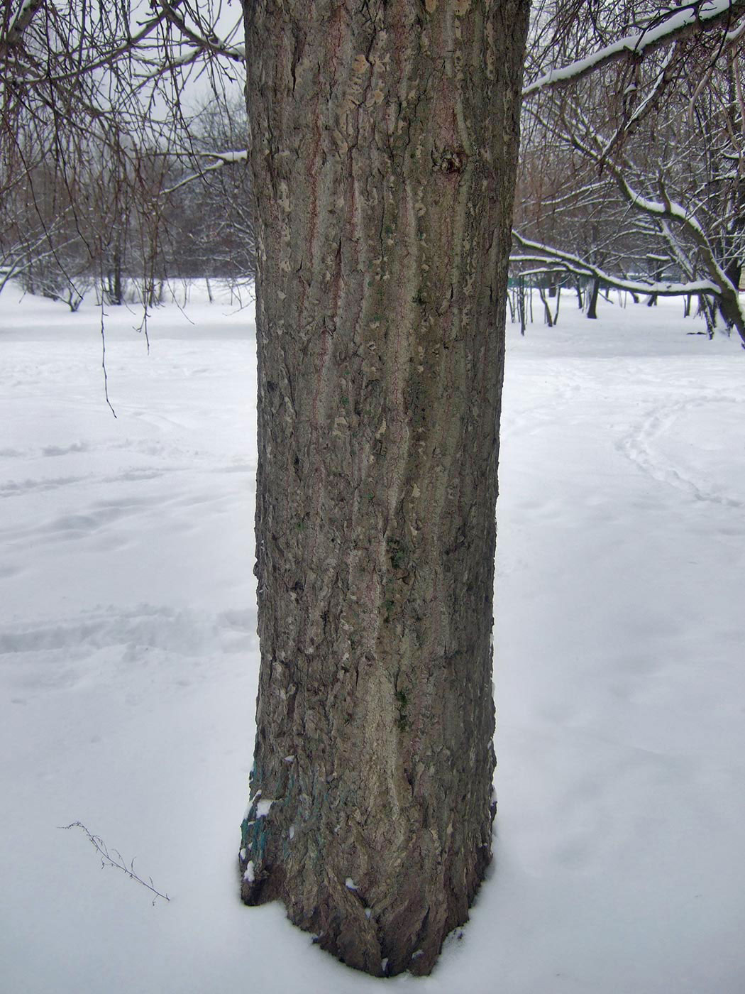 Image of Populus &times; rasumowskiana specimen.