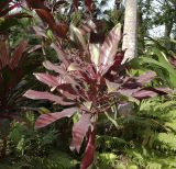 Cordyline fruticosa. Верхушка плодоносящего растения. Израиль, Шарон, г. Тель-Авив, ботанический сад тропических растений. 22.01.2018.