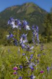 Delphinium flexuosum