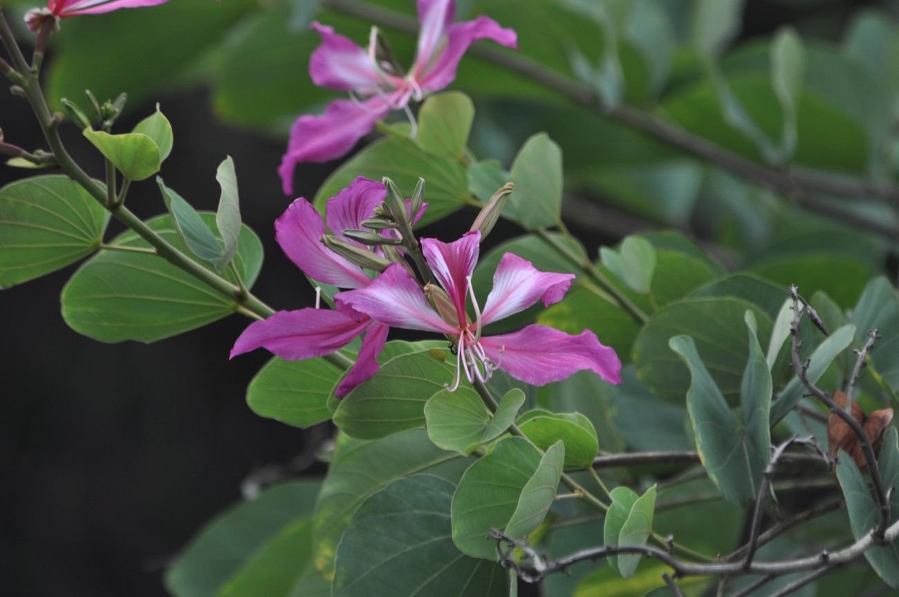 Image of genus Bauhinia specimen.