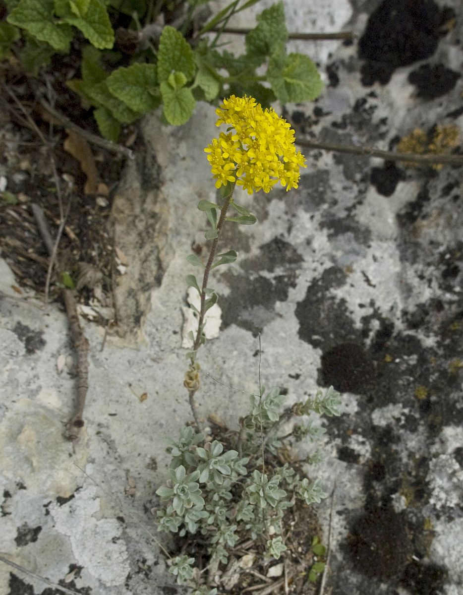 Изображение особи Alyssum trichostachyum.