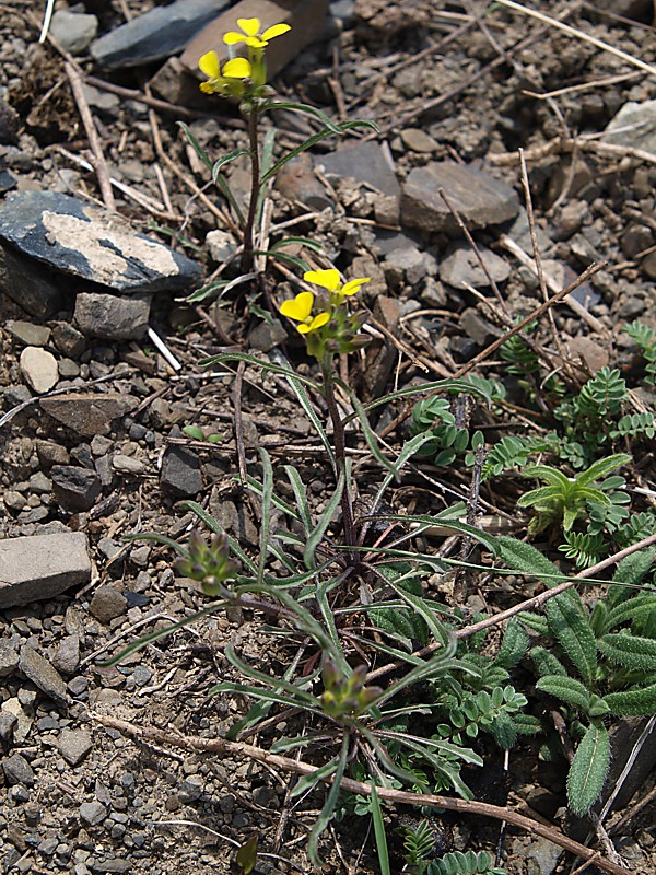 Image of Erysimum substrigosum specimen.