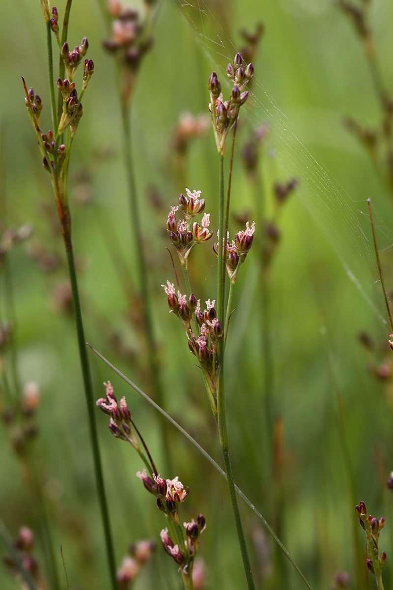 Image of Juncus gerardi specimen.