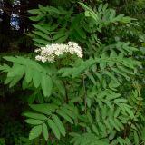 Sorbus sibirica. Верхушки ветвей с соцветиями. Свердловская обл., окр. г. Североуральск, р-н скал Три Брата, зарастающая дорога между основным руслом р. Вагран и заводью. 27.06.2017.