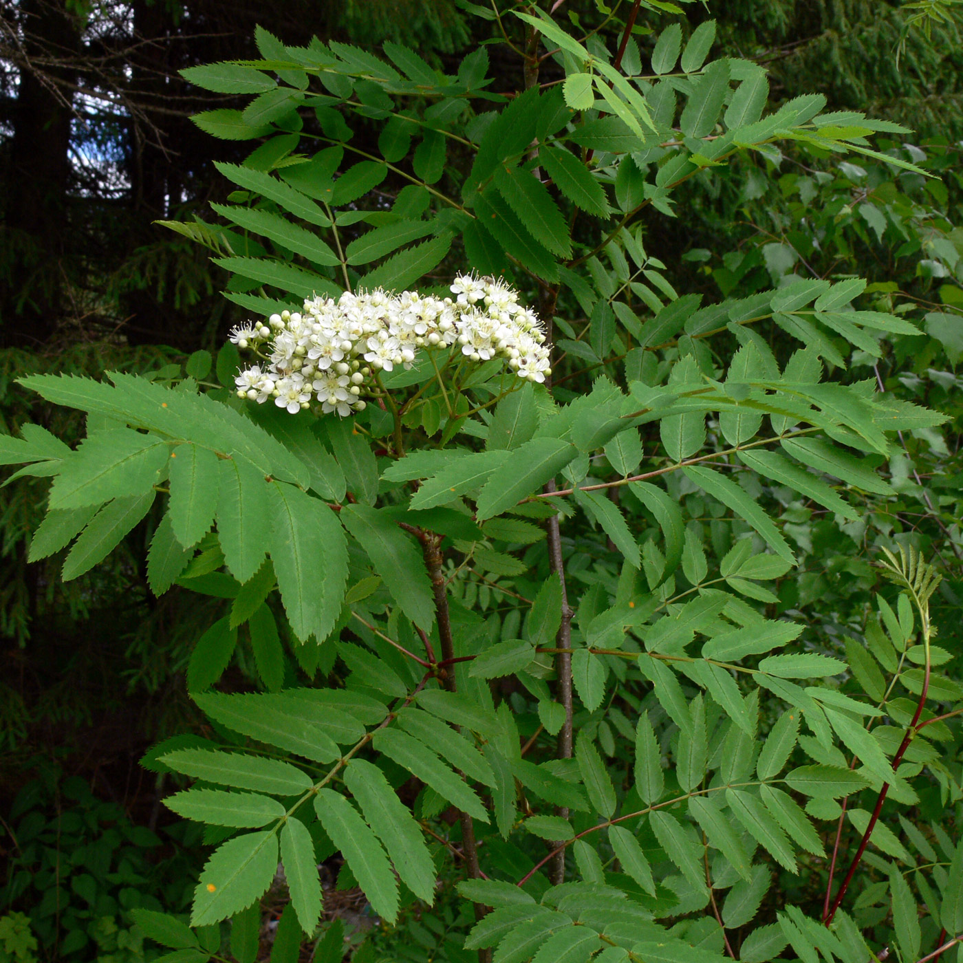 Image of Sorbus sibirica specimen.