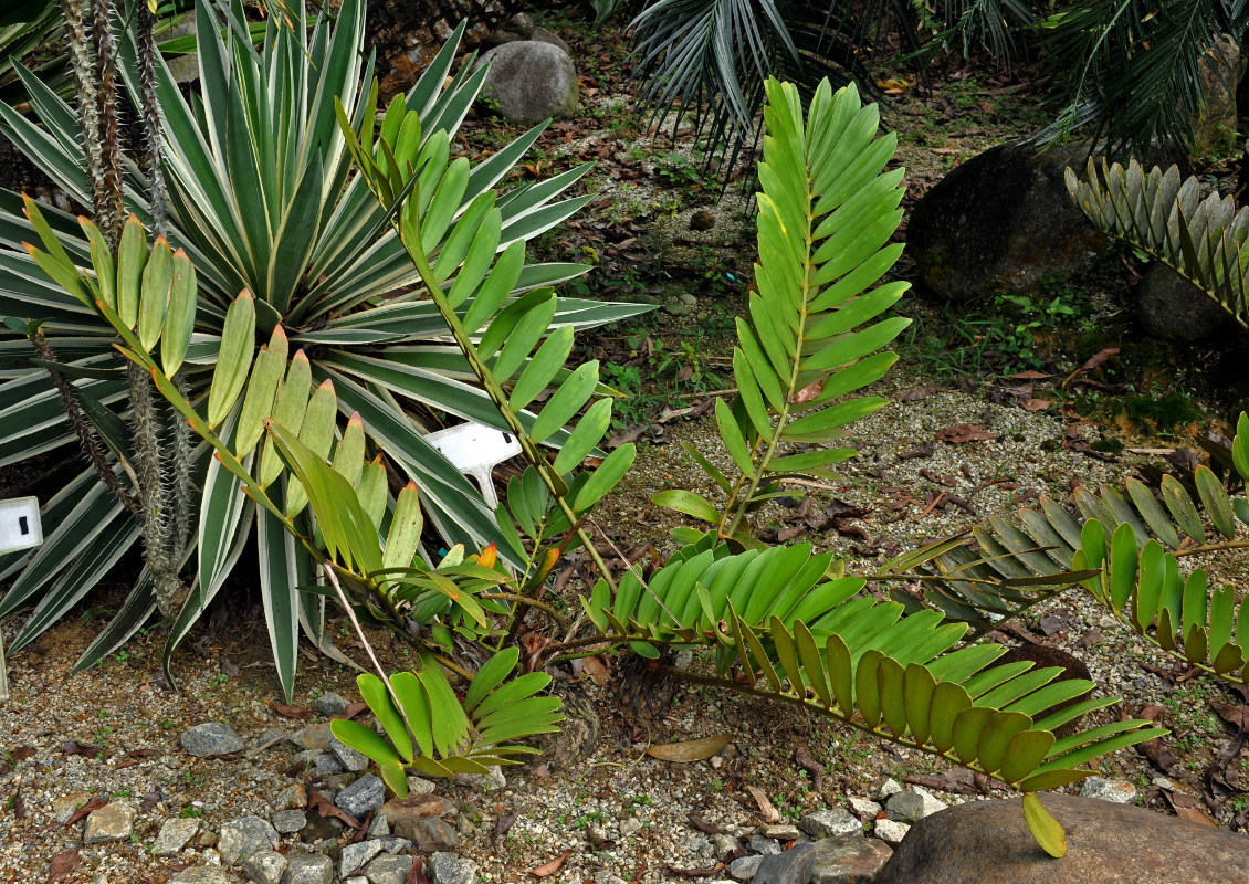 Image of Zamia furfuracea specimen.