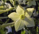 Nicotiana alata