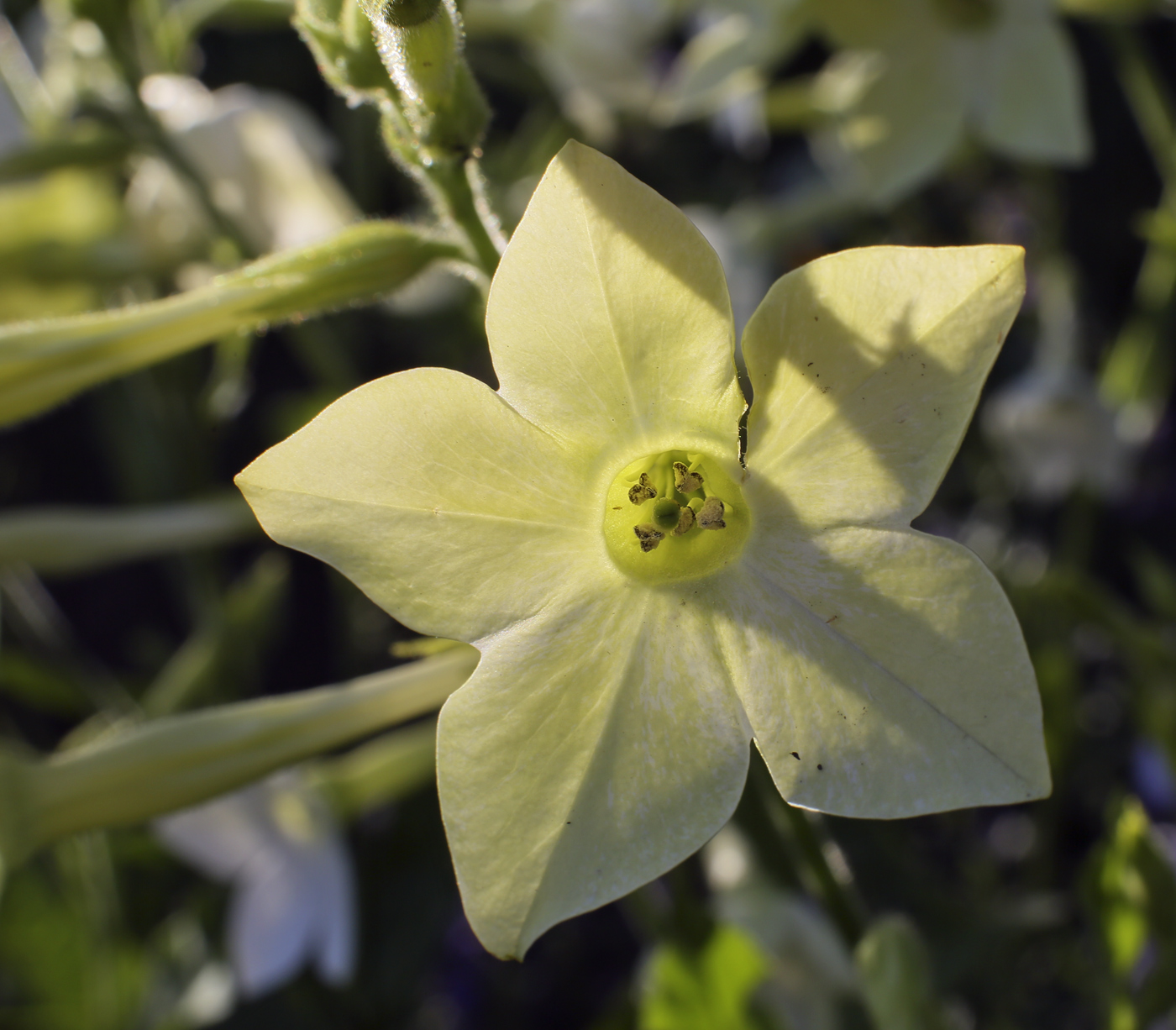 Изображение особи Nicotiana alata.