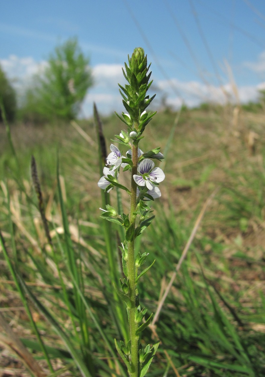 Image of Veronica serpyllifolia specimen.