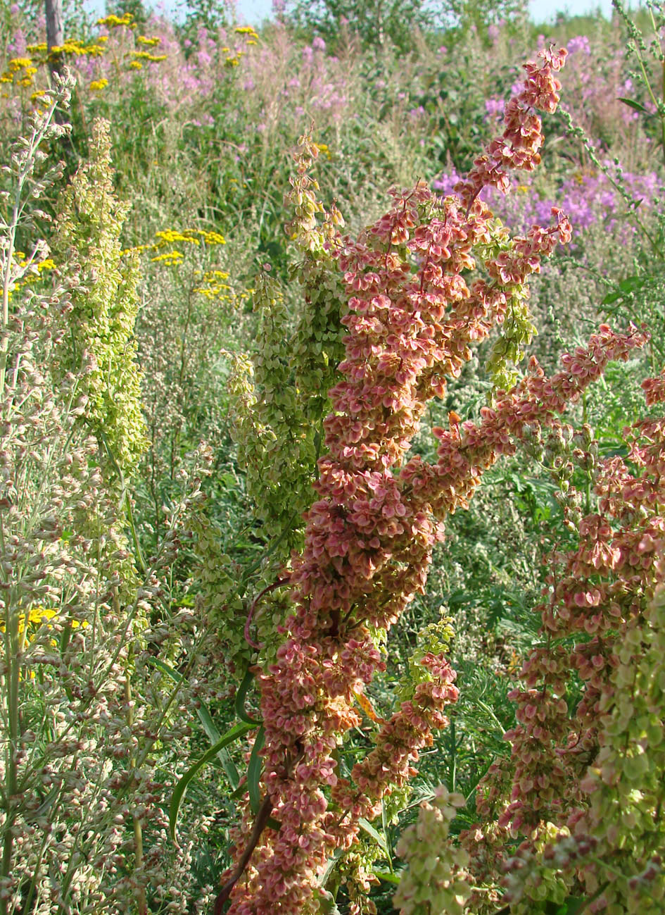 Image of Rumex crispus specimen.