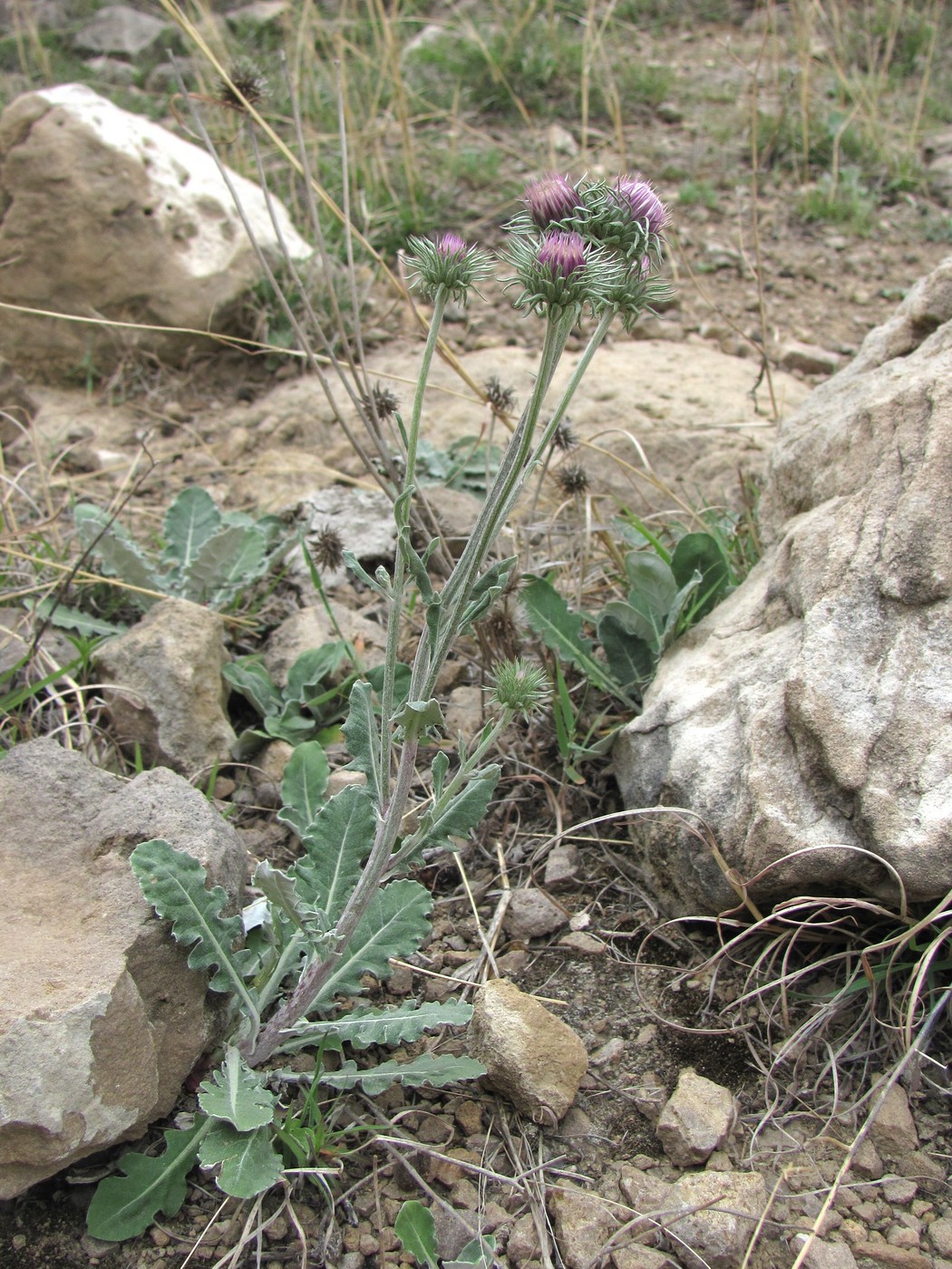 Image of Jurinea ruprechtii specimen.