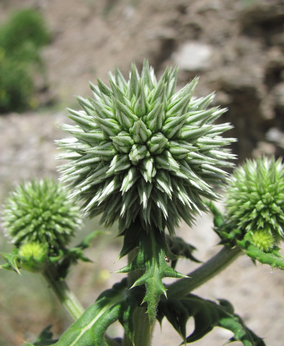 Image of Echinops sphaerocephalus specimen.