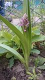 Dactylorhiza incarnata