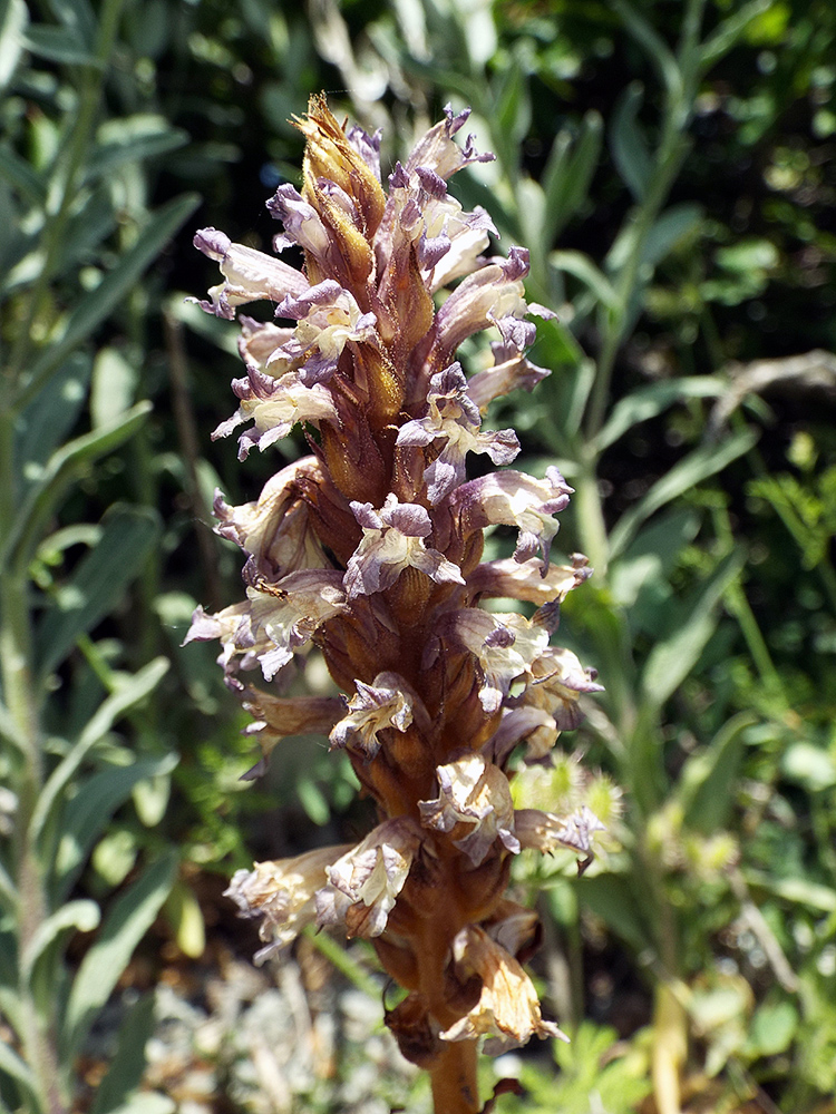 Изображение особи Orobanche grenieri.
