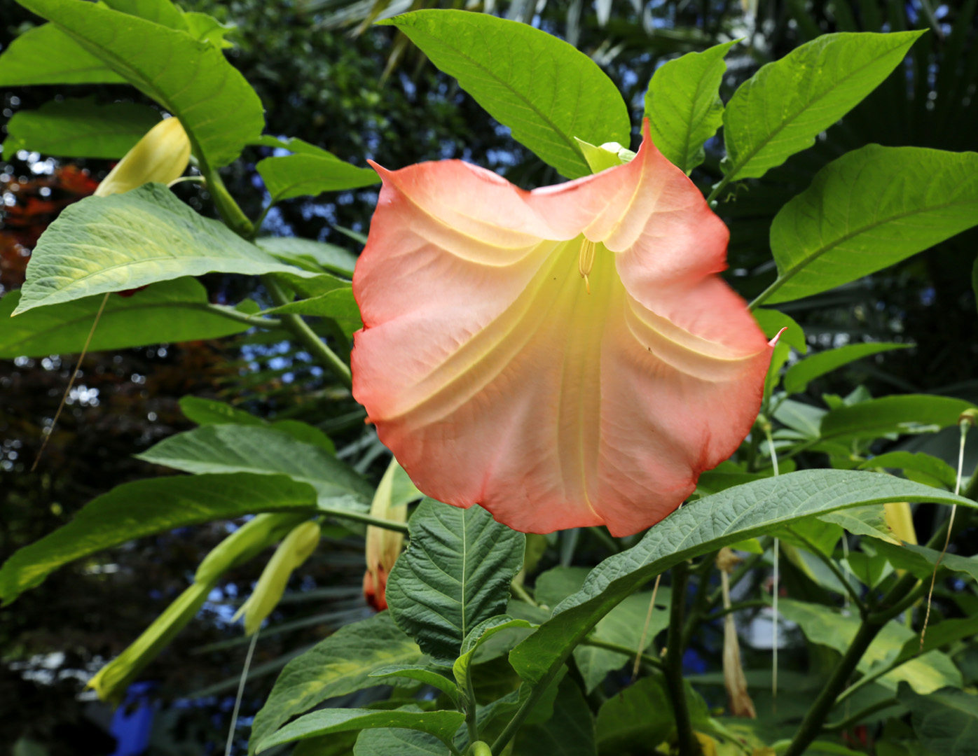 Image of genus Brugmansia specimen.