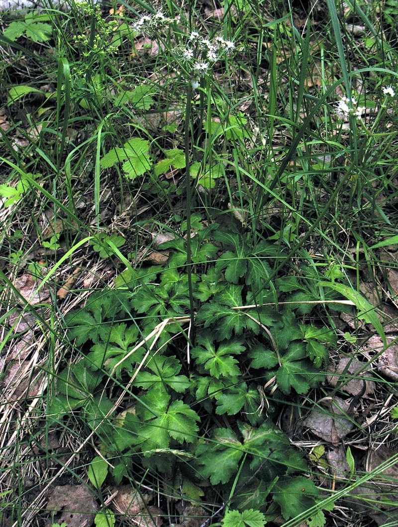 Image of Sanicula europaea specimen.