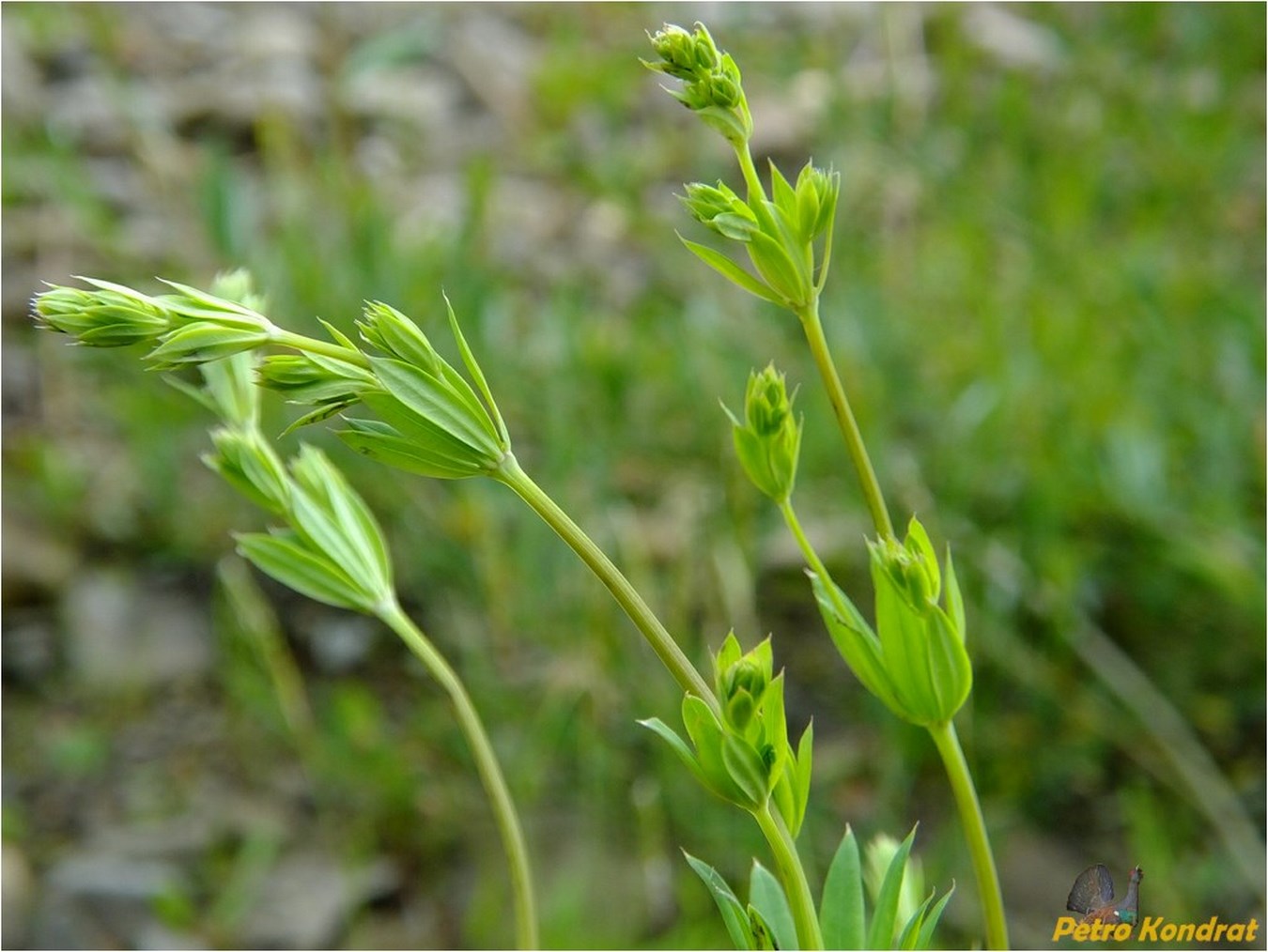 Image of Galium intermedium specimen.