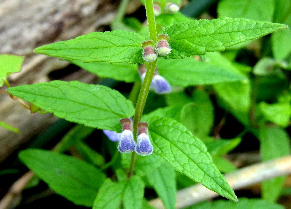 Image of Scutellaria galericulata specimen.