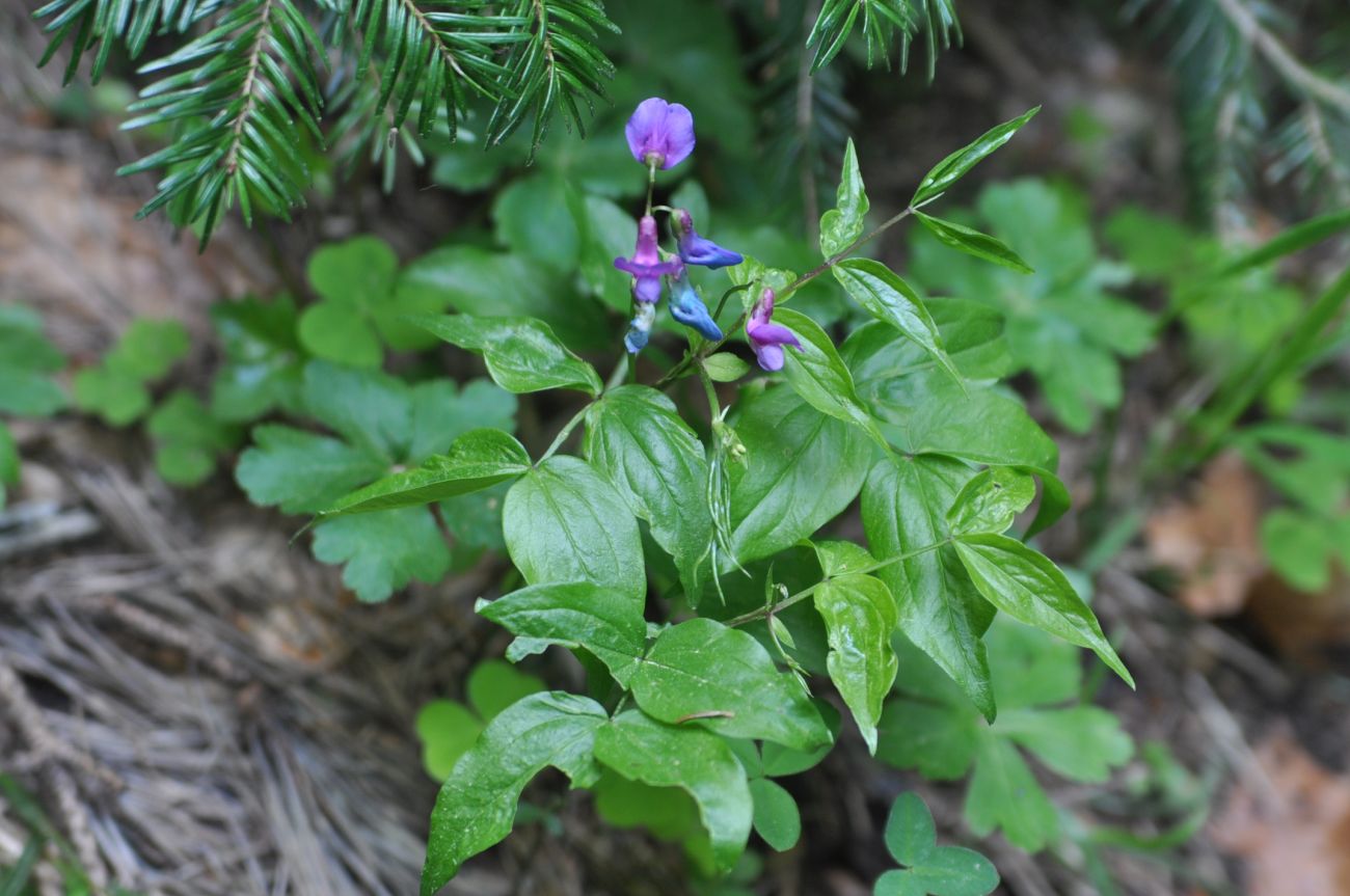 Image of Lathyrus vernus specimen.