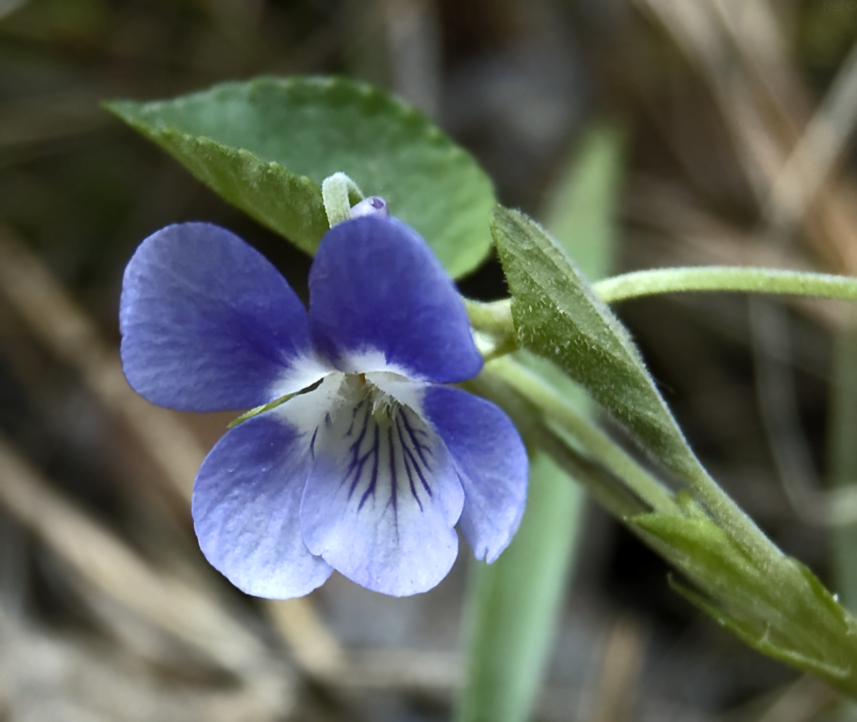 Image of Viola rupestris specimen.